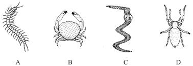 下列四种生物中,与下图所示生物亲缘关系较远的一个是 下列四种生物中,与下图所示生物亲缘关系较远的一个是