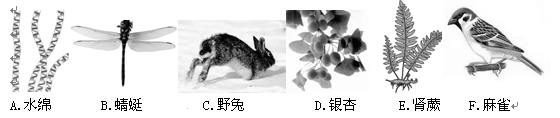 下列十大家熟悉的动物和植物,请根据索引鉴别,并将其代号写在相应的位置: 下列十大家熟悉的动物和植物,请根据索引鉴别,并将其代号写在相应的位置: