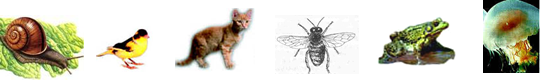 下面有六种动物:蜗牛麻雀猫蜜蜂青蛙海蜇试根据表解方式,回答问题。分别写出下列序号所代表的动物名称:① ,④。在a处应填的特征是:。如果对动物② 下面有六种动物:蜗牛麻雀猫蜜蜂青蛙海蜇试根据表解方式,回答问题。分别写出下列序号所代表的动物名称:① ,④。在a处应填的特征是:。如果对动物②