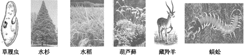 向阳中学生物兴趣小组的同学收集到了部分生物图片,请你按下列分类方法将这些生物分类,然后回答有关问题。⑴写出A~F中C.F所代表的生物名称。C 向阳中学生物兴趣小组的同学收集到了部分生物图片,请你按下列分类方法将这些生物分类,然后回答有关问题。⑴写出A~F中C.F所代表的生物名称。C