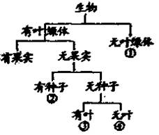 下图是某同学建立的生物分类图,其中①一④各代表一种生物,下列各组生物中不能用该图来分类的是A.①香菇、②银杏、③葫芦藓、④水绵B.①木耳、②水杉、③大豆、④衣藻 下图是某同学建立的生物分类图,其中①一④各代表一种生物,下列各组生物中不能用该图来分类的是A.①香菇、②银杏、③葫芦藓、④水绵B.①木耳、②水杉、③大豆、④衣藻