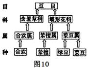 观察下图有关植物分类系统图解,回答下列问题:图10中,_____与绿豆亲缘关系最近;_____与绿豆亲缘关系最远。绿豆与紫檀在分类等级单位_____ 观察下图有关植物分类系统图解,回答下列问题:图10中,_____与绿豆亲缘关系最近;_____与绿豆亲缘关系最远。绿豆与紫檀在分类等级单位_____