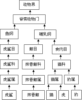 观察下面的动物分类系统图解,回答下列问题:左图中的动物,与虎的亲缘关系最近;与虎的亲缘关系最远。猫与豹所共有的分类等级单位从大到小依次是 观察下面的动物分类系统图解,回答下列问题:左图中的动物,与虎的亲缘关系最近;与虎的亲缘关系最远。猫与豹所共有的分类等级单位从大到小依次是