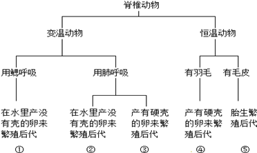 下图为某些动物的检索表,表中的⑤与那种动物最相似A.山羊B.乌龟C.青蛙D.蜥蜴 下图为某些动物的检索表,表中的⑤与那种动物最相似A.山羊B.乌龟C.青蛙D.蜥蜴