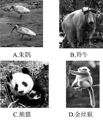 西安世界园艺博览会展示的“秦岭四宝”——朱鹮、羚牛、大熊猫、金丝猴中,属于“卵生”的是( ) 西安世界园艺博览会展示的“秦岭四宝”——朱鹮、羚牛、大熊猫、金丝猴中,属于“卵生”的是( )