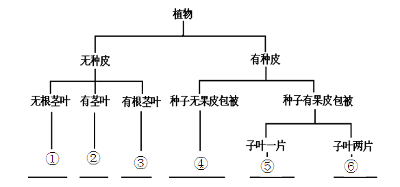 暑假,生物兴趣小组的同学在进行里外考察时,采回制成标本后拍摄了如下一些植物照片,请你协助生物学兴趣小组的同学,按下列分类表解逐一分类,并在下面的横线上填写相对应 暑假,生物兴趣小组的同学在进行里外考察时,采回制成标本后拍摄了如下一些植物照片,请你协助生物学兴趣小组的同学,按下列分类表解逐一分类,并在下面的横线上填写相对应
