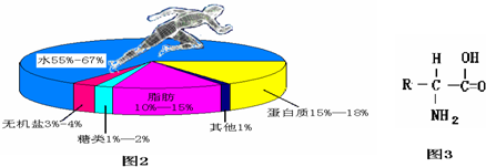 图2为人体中各种营养物质的含量,他们在人的正常生理活动中起着非常重要的作用.人体生理活动一半以上的能量来源于______.维生素是人体必需的一类营养 魔方格