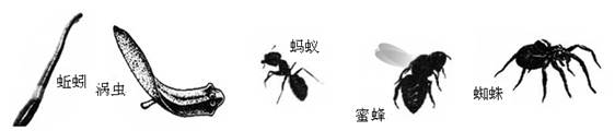 某同学在网站搜到下列动物图片,请运用所学知识回答问题。上图中身体呈两侧对称,有口无肛门,背腹扁平的动物是。如何区分蚯蚓身体的前后端?。图中属于 某同学在网站搜到下列动物图片,请运用所学知识回答问题。上图中身体呈两侧对称,有口无肛门,背腹扁平的动物是。如何区分蚯蚓身体的前后端?。图中属于