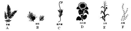 暑假,生物兴趣小组的同学在进行里外考察时,采回制成标本后拍摄了如下一些植物照片,请你协助生物学兴趣小组的同学,按下列分类表解逐一分类,并在下面的横线上填写相对应 暑假,生物兴趣小组的同学在进行里外考察时,采回制成标本后拍摄了如下一些植物照片,请你协助生物学兴趣小组的同学,按下列分类表解逐一分类,并在下面的横线上填写相对应