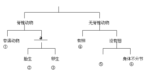 下面有六种动物:蜗牛麻雀猫蜜蜂青蛙海蜇试根据表解方式,回答问题。分别写出下列序号所代表的动物名称:① ,④。在a处应填的特征是:。如果对动物② 下面有六种动物:蜗牛麻雀猫蜜蜂青蛙海蜇试根据表解方式,回答问题。分别写出下列序号所代表的动物名称:① ,④。在a处应填的特征是:。如果对动物②