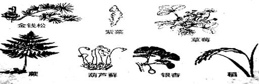 我们在生物课外实践活动中,采集到了下列几种植物。请你按各自的结构特征,把名称以及所属植物类群填在对应的表格里:植物的主要特征植物名称植物的类群有种子种子有果皮包 我们在生物课外实践活动中,采集到了下列几种植物。请你按各自的结构特征,把名称以及所属植物类群填在对应的表格里:植物的主要特征植物名称植物的类群有种子种子有果皮包