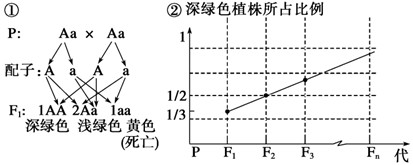大豆植株的颜色受一对等位基因控制。基因型为AA的植株呈深绿色,基因型为Aa的植株呈浅绿色,基因型为aa的植株呈黄色。深绿色和浅绿色植株的繁殖和生存能 大豆植株的颜色受一对等位基因控制。基因型为AA的植株呈深绿色,基因型为Aa的植株呈浅绿色,基因型为aa的植株呈黄色。深绿色和浅绿色植株的繁殖和生存能