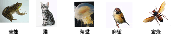 下面有五种动物,请根据分类表解,回答问题。 分别写出下列序号所代表的动物名称:①;② ;③。上述分类表解中第一级 下面有五种动物,请根据分类表解,回答问题。 分别写出下列序号所代表的动物名称:①;② ;③。上述分类表解中第一级