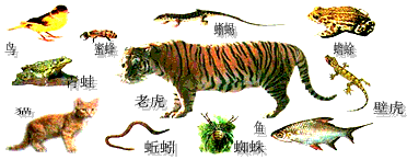 请你对下图的动物进行分类。你对上图的动物进行分类的依据是什么?用表解的方式将这10种动物进行分类。 请你对下图的动物进行分类。你对上图的动物进行分类的依据是什么?用表解的方式将这10种动物进行分类。
