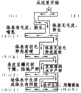 请将下面答案的编号填入迷宫两侧的括号中。 A.羊 B.鲫鱼 C.蛇 D.青蛙 E.麻雀 F.无脊椎动物 G.脊椎动物 H.鱼类 请将下面答案的编号填入迷宫两侧的括号中。 A.羊 B.鲫鱼 C.蛇 D.青蛙 E.麻雀 F.无脊椎动物 G.脊椎动物 H.鱼类