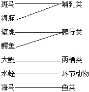 斑马哺乳类 海豚壁虎爬行类鳄鱼大鲵两栖类 水蛭环节动物海马鱼类 斑马哺乳类 海豚壁虎爬行类鳄鱼大鲵两栖类 水蛭环节动物海马鱼类