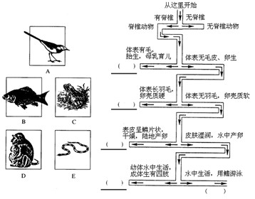 请看下图,右侧是一座迷宫,请你从上部中央进入,沿着箭头所示方向前进,将左侧的五种动物送回家,以体验科学家的分类方法。 请看下图,右侧是一座迷宫,请你从上部中央进入,沿着箭头所示方向前进,将左侧的五种动物送回家,以体验科学家的分类方法。