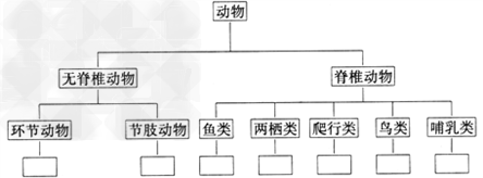 分析图表,将下列动物填入图表中:蚯蚓 家兔 蟾蜍 蜜蜂 鳄鱼 带鱼 丹顶鹤(1)上图中,两类无脊椎动物的相同特征是 __ 分析图表,将下列动物填入图表中:蚯蚓 家兔 蟾蜍 蜜蜂 鳄鱼 带鱼 丹顶鹤(1)上图中,两类无脊椎动物的相同特征是 __