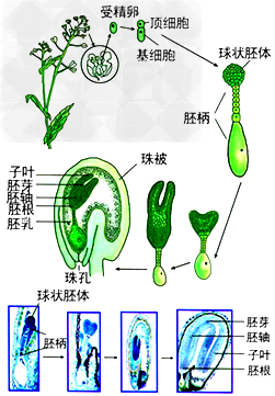 下列关于荠菜与蛙的胚发育的叙述中，错误的是[ ]A．荠菜与蛙的胚发育都是从受精卵分裂开始的B．荠菜与蛙的胚发育过程中，胚体各部分细胞的分裂速度都