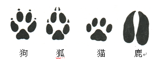 下图表示四种动物的足印,请根据足印来判断哪种动物与狗的亲缘关系最近A.狐B.猫C.鹿D.无法判断 下图表示四种动物的足印,请根据足印来判断哪种动物与狗的亲缘关系最近A.狐B.猫C.鹿D.无法判断