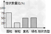 豌豆子叶的黄色(Y),圆粒种子(R)均为显性。两亲本豌豆杂交的F1表型如下图。让F1中黄色圆粒豌豆与绿色皱粒豌豆杂交,F2的性状分离比为 [ 豌豆子叶的黄色(Y),圆粒种子(R)均为显性。两亲本豌豆杂交的F1表型如下图。让F1中黄色圆粒豌豆与绿色皱粒豌豆杂交,F2的性状分离比为 [