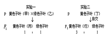 已知豌豆种子子叶的黄色与绿色是一对等位基因Y、y控制的,用豌豆进行下列遗传实验,具体情况如下:请分析回答:(1)用豌豆做遗传实验 已知豌豆种子子叶的黄色与绿色是一对等位基因Y、y控制的,用豌豆进行下列遗传实验,具体情况如下:请分析回答:(1)用豌豆做遗传实验