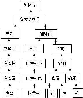 观察下面的动物分类系统图解,回答下列问题.上述动物中,______与虎的亲缘关系最近.猫与豹所共有的分类等级单位从大到小依次是______.虎 魔方格