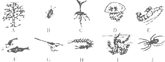 观察如图,按要求写出图中生物的归类:动物______;植物______;陆生生物______;水生生物______.
