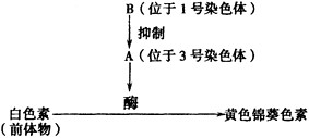 报春花的花色表现为白色(只含白色素)和黄色(含黄色锦葵色素)一对相对性状,由两对等位基因(A和a,B和b)共同控制,显性基因A控制以白色素为前体物合成黄色 报春花的花色表现为白色(只含白色素)和黄色(含黄色锦葵色素)一对相对性状,由两对等位基因(A和a,B和b)共同控制,显性基因A控制以白色素为前体物合成黄色