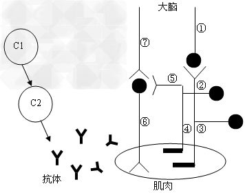 (1)图为神经——肌肉连接示意图。C1、C2表示免疫细胞,黑点(●)表示神经元胞体,①~⑦表示神经纤维,按图示,肌肉受到刺激不由自主地收缩,神经冲动 (1)图为神经——肌肉连接示意图。C1、C2表示免疫细胞,黑点(●)表示神经元胞体,①~⑦表示神经纤维,按图示,肌肉受到刺激不由自主地收缩,神经冲动