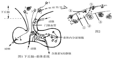 下丘脑在维持内环境稳态中起关键作用。如图1表示下丘脑-垂体系统,1~4表示神经元,5表示神经中枢。图2是图1中神经元1和2相互接触部分的放大。请分析 下丘脑在维持内环境稳态中起关键作用。如图1表示下丘脑-垂体系统,1~4表示神经元,5表示神经中枢。图2是图1中神经元1和2相互接触部分的放大。请分析