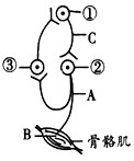 下图是神经元网络结构示意图,图中神经元①、②、③都是兴奋性神经元,且这些神经元兴奋时都可以引起下一神经元或肌细胞的兴奋。和神经细胞一样,肌细胞在受到 下图是神经元网络结构示意图,图中神经元①、②、③都是兴奋性神经元,且这些神经元兴奋时都可以引起下一神经元或肌细胞的兴奋。和神经细胞一样,肌细胞在受到