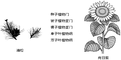 请你将下面两种植物分别与它们相关的分类单位用线相连。 请你将下面两种植物分别与它们相关的分类单位用线相连。
