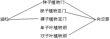请你将下面两种植物分别与它们相关的分类单位用线相连。 请你将下面两种植物分别与它们相关的分类单位用线相连。