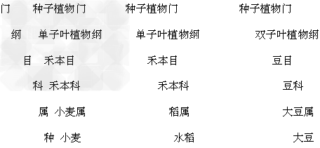 下列表示的是小麦、水稻、大豆的分类地位,据此回答问题。(1)小麦、水稻与大豆三种植物中,小麦与 的共同特征多一些;小麦与 的亲缘 下列表示的是小麦、水稻、大豆的分类地位,据此回答问题。(1)小麦、水稻与大豆三种植物中,小麦与 的共同特征多一些;小麦与 的亲缘