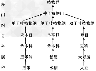 观察以下生物分类等级示意图,推测是水稻和玉米之间的不同点多,还是水稻与大豆之间的不同点多?__________。说出你推测的依据:_________ 观察以下生物分类等级示意图,推测是水稻和玉米之间的不同点多,还是水稻与大豆之间的不同点多?__________。说出你推测的依据:_________