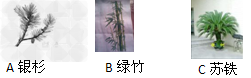 下面有六种植物,请回答有关问题: 我们可以把上述植物分为________和______两类,分类依据是_________。图中没有根 下面有六种植物,请回答有关问题: 我们可以把上述植物分为________和______两类,分类依据是_________。图中没有根