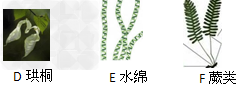 下面有六种植物,请回答有关问题: 我们可以把上述植物分为________和______两类,分类依据是_________。图中没有根 下面有六种植物,请回答有关问题: 我们可以把上述植物分为________和______两类,分类依据是_________。图中没有根