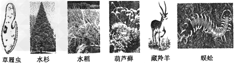 某校中学生物兴趣小组的同学收集到了部分生物图片(如图),请你按下列分类方法将这些生物分类,然后回答有关问题。写出A—F中C、F所代表的生物 某校中学生物兴趣小组的同学收集到了部分生物图片(如图),请你按下列分类方法将这些生物分类,然后回答有关问题。写出A—F中C、F所代表的生物