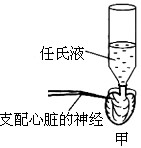 用插管插入蛙心的心室腔中,制备带神经的博动的离体蛙心(见图甲)。插管内的液体是任氏液(能够维持蛙心跳动的生理溶液),心脏内的血液已被任氏液代替,插管 用插管插入蛙心的心室腔中,制备带神经的博动的离体蛙心(见图甲)。插管内的液体是任氏液(能够维持蛙心跳动的生理溶液),心脏内的血液已被任氏液代替,插管