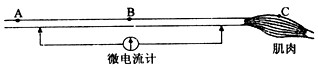为了研究兴奋的传导和传递过程,研究人员取新鲜的神经—肌肉标本(实验期间用生理盐水湿润标本),设计了下面的实验装置图。在图中A、C两点分别给以适宜的刺 为了研究兴奋的传导和传递过程,研究人员取新鲜的神经—肌肉标本(实验期间用生理盐水湿润标本),设计了下面的实验装置图。在图中A、C两点分别给以适宜的刺