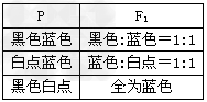 安达卢西亚鸡的毛色有蓝色、黑色、白点三种,且由一对等位基因(B、b)控制。请根据下表回答:(1)蓝色安达卢西亚鸡的基因型为___ 安达卢西亚鸡的毛色有蓝色、黑色、白点三种,且由一对等位基因(B、b)控制。请根据下表回答:(1)蓝色安达卢西亚鸡的基因型为___