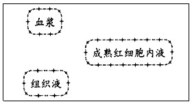 下图是内环境稳态与各系统的功能联系示意图,请回答相关问题。(1)a表示_____系统,b表示_____系统,c表示_____系统 下图是内环境稳态与各系统的功能联系示意图,请回答相关问题。(1)a表示_____系统,b表示_____系统,c表示_____系统