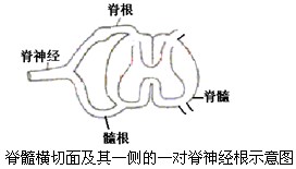 将青蛙脑破坏,保留脊髓,在脊柱下部打开脊椎骨,剥离出脊髓一侧邻近的两对脊神经根(一对脊神经根包含一个背根和一个腹根,见图)。分别 将青蛙脑破坏,保留脊髓,在脊柱下部打开脊椎骨,剥离出脊髓一侧邻近的两对脊神经根(一对脊神经根包含一个背根和一个腹根,见图)。分别