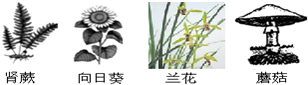 现有如图四种生物,它们在分类单位的情况是:兰花和蘑菇属不同“界”的生物,和肾蕨同“界”不同“门”,而和向日葵同“门”不同“纲”.则与兰花亲缘关系最近和最远的分别 魔方格