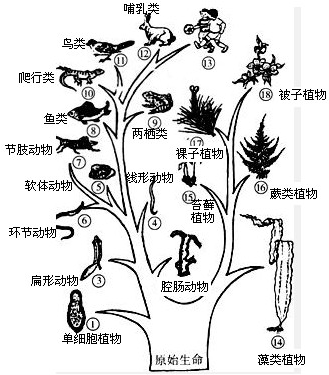 下列牛姆林自然保护区的珍惜动物中,进化等级最高的是A.蟒蛇B.大灵猫C.鹰D.白鸽 魔方格