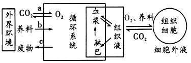 下图是内环境稳态与各系统的功能联系示意图,请回答相关问题。(1)a表示_____系统,b表示_____系统,c表示_____系统 下图是内环境稳态与各系统的功能联系示意图,请回答相关问题。(1)a表示_____系统,b表示_____系统,c表示_____系统
