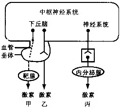 神经系统对内分泌功能的调节有甲、乙、丙三种方式,如图所示。请据图回答:(1)若甲模式中,靶腺为肾上腺皮质,则中枢神经系统通过下丘 神经系统对内分泌功能的调节有甲、乙、丙三种方式,如图所示。请据图回答:(1)若甲模式中,靶腺为肾上腺皮质,则中枢神经系统通过下丘