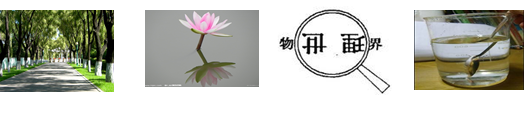 图所示的现象中,由于光的反射而形成的是A.榕树下的树荫B.荷花在水中形成的倒影C.放大了的文字D.勺子好像在水面处折断 图所示的现象中,由于光的反射而形成的是A.榕树下的树荫B.荷花在水中形成的倒影C.放大了的文字D.勺子好像在水面处折断