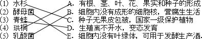 将左边的生物与右边的内容进行合理的连线水杉 A.有根、茎、叶、花、果实和种子的形成酵母菌 B.细胞内没有成形的细胞核,营腐生生活青蛙 C 魔方格